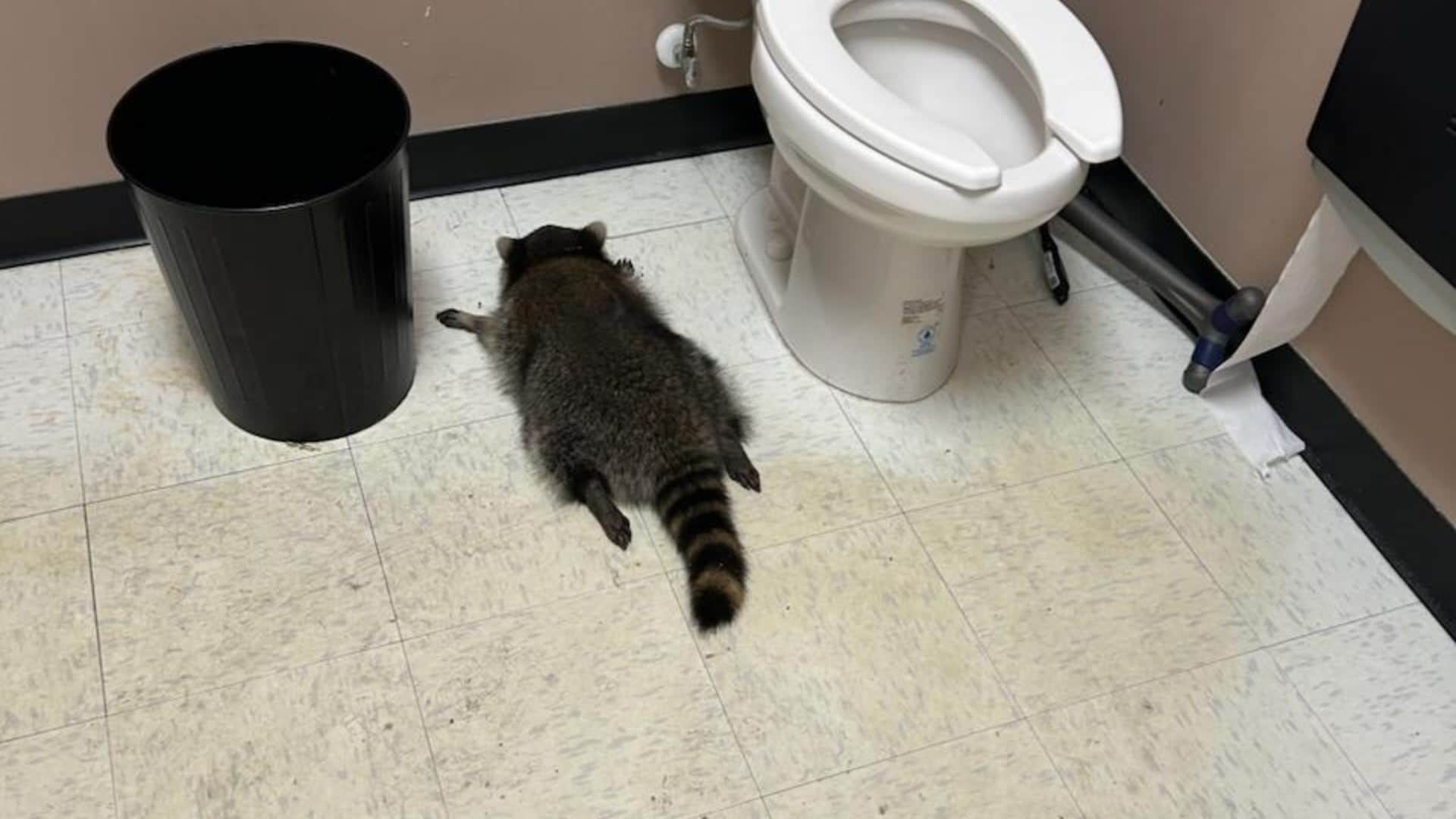 Leaving Water on the Bathroom Floor After a Shower Here is Why It Matters