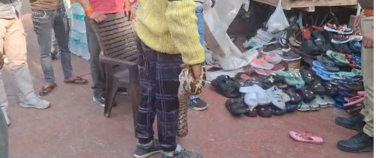 Python Spotted at Taj Mahal West Gate Tourists Panic