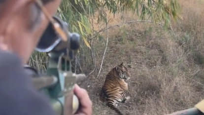 Banda: A tiger was found with a deep wound on its head in Panna Tiger Reserve