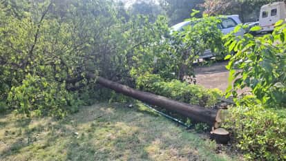 Bhopal News: Amid heavy security in the assembly, thieves cut down sandalwood trees