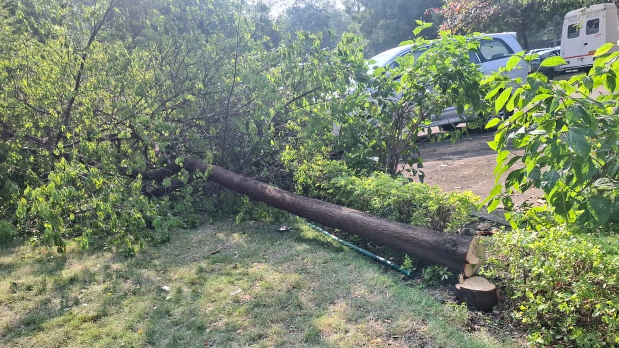 Bhopal News: Amid heavy security in the assembly, thieves cut down sandalwood trees