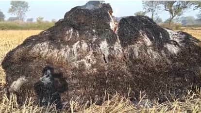 Paddy crop kept in the field caught fire in Janjgir Champa
