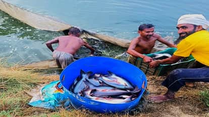People liked the taste of fish from Udham Singh Nagar