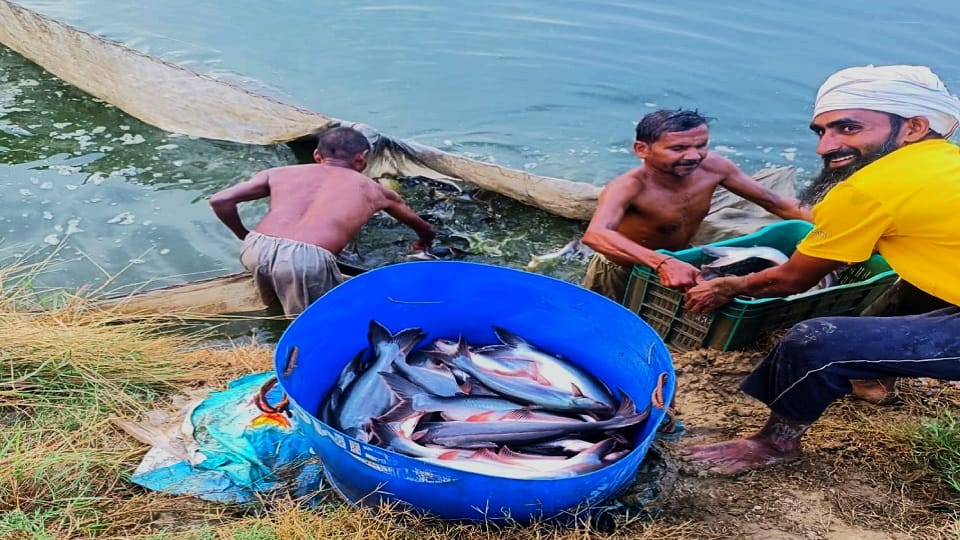 People liked the taste of fish from Udham Singh Nagar