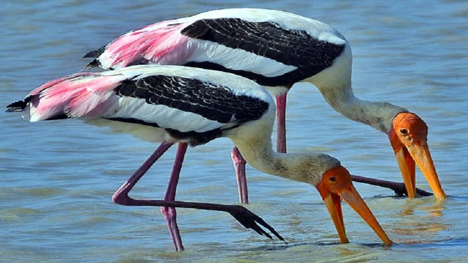 Painted Storks Thrill Tourists in Chambal Sanctuary With Fish-Catching Flights