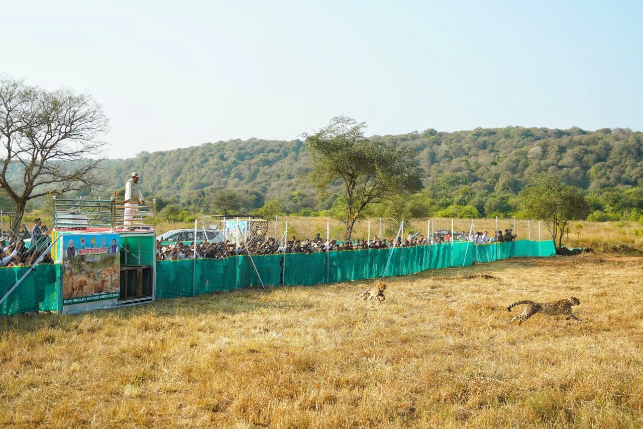 International Cheetah Day: CM Mohan Yadav Releases Veera and her two cubs at Kuno National Park MP