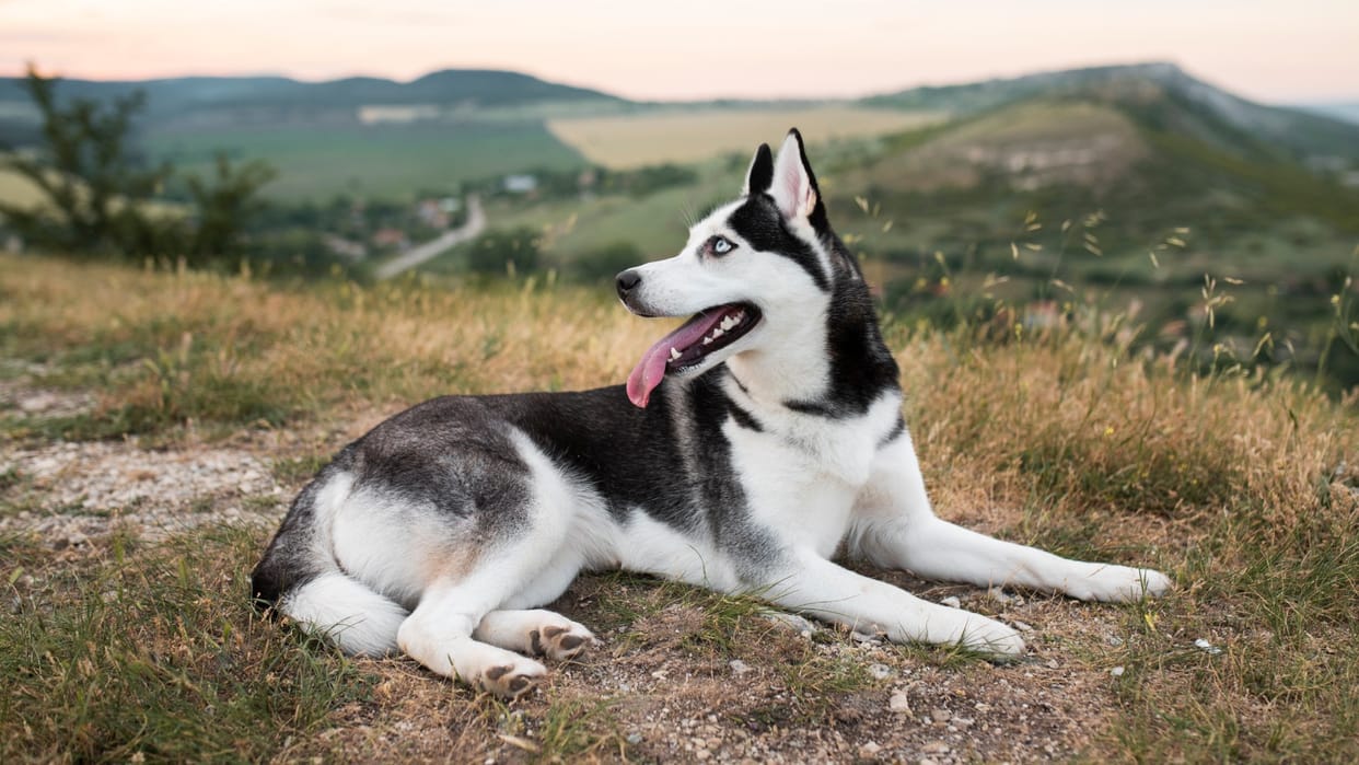 As soon as the Aarti started in the temple the husky started singing after watching the video