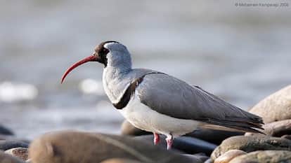 Ibisbill spotted at Kosi Barrage Ramnagar