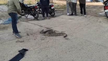 A 9 foot long python got trapped in a net in a field the snake was rescued after a difficult operation in Korb