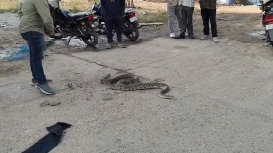 A 9 foot long python got trapped in a net in a field the snake was rescued after a difficult operation in Korb