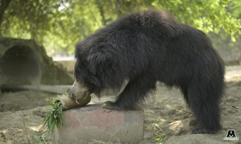 Winter Care for Bears in Agra: Hot Millet Porridge Chicken Broth