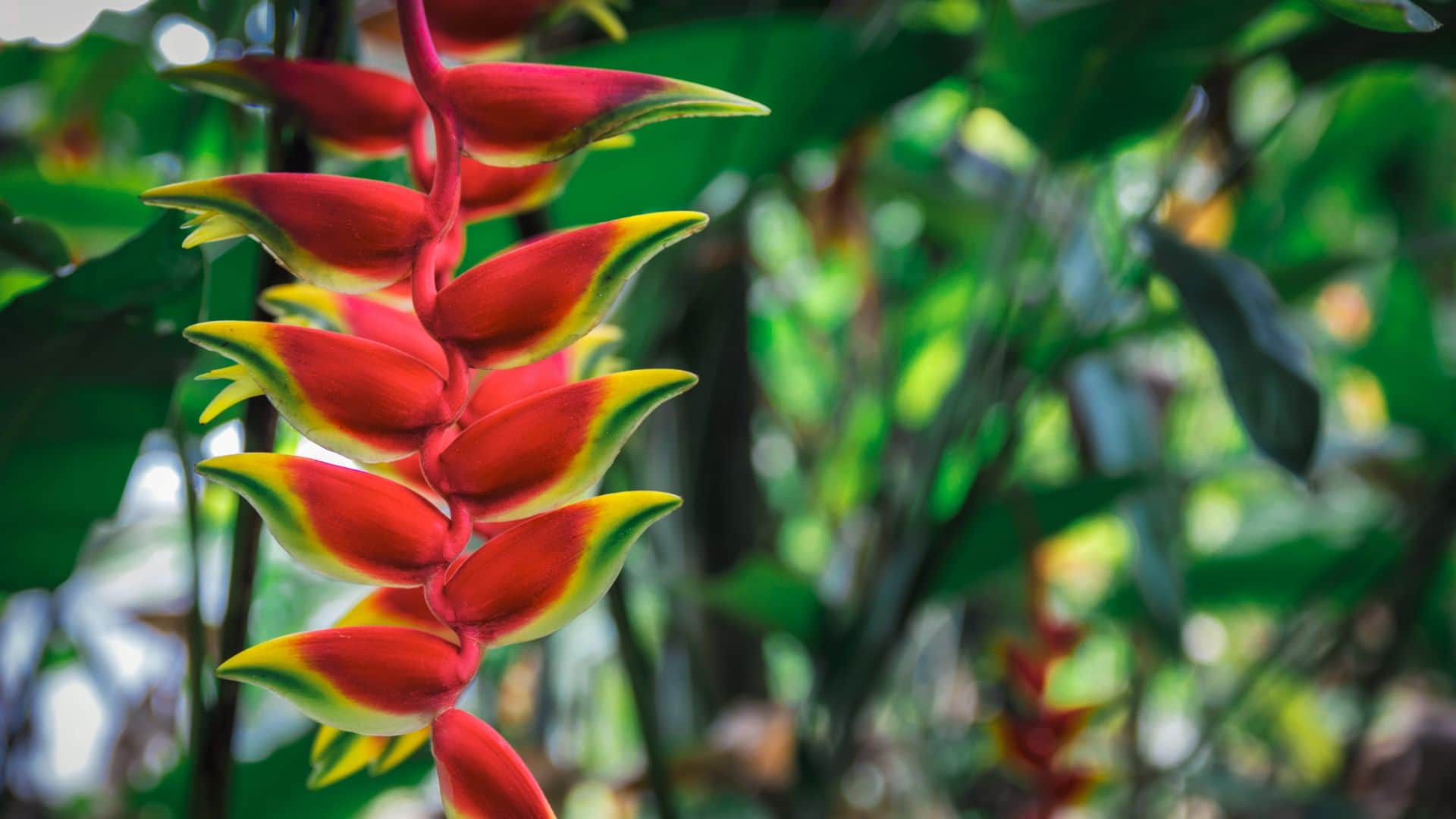 special background was seen in the meeting between PM Modi and Putin did you notice this red colored plant