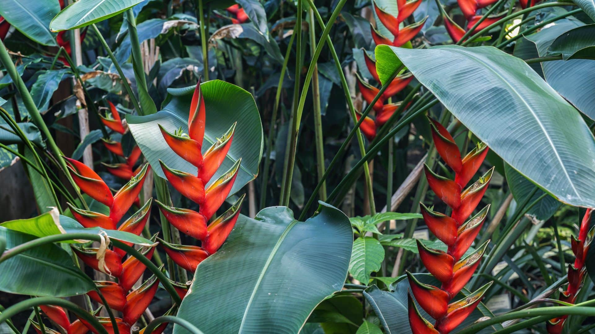 special background was seen in the meeting between PM Modi and Putin did you notice this red colored plant