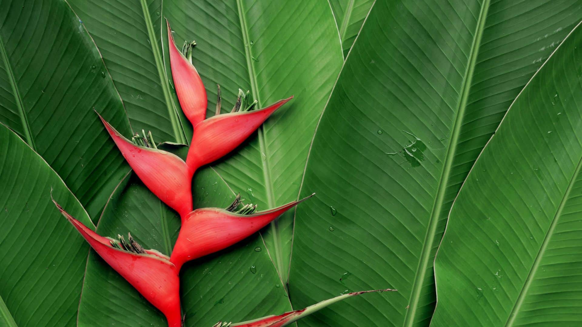 special background was seen in the meeting between PM Modi and Putin did you notice this red colored plant