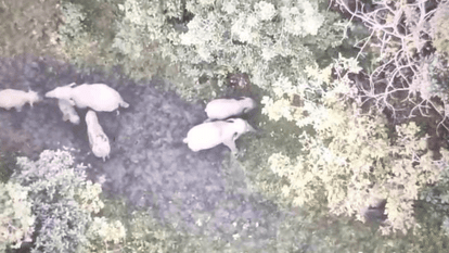 herd of 15 elephants is roaming in a village in Korba district