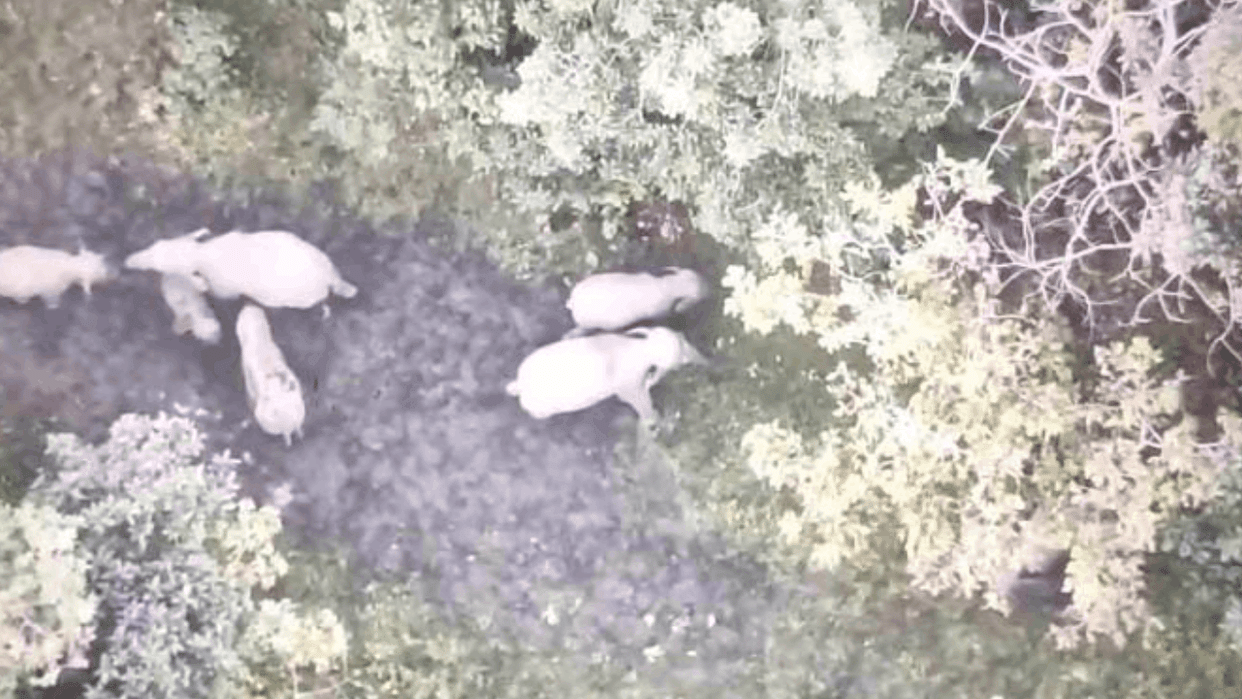 herd of 15 elephants is roaming in a village in Korba district