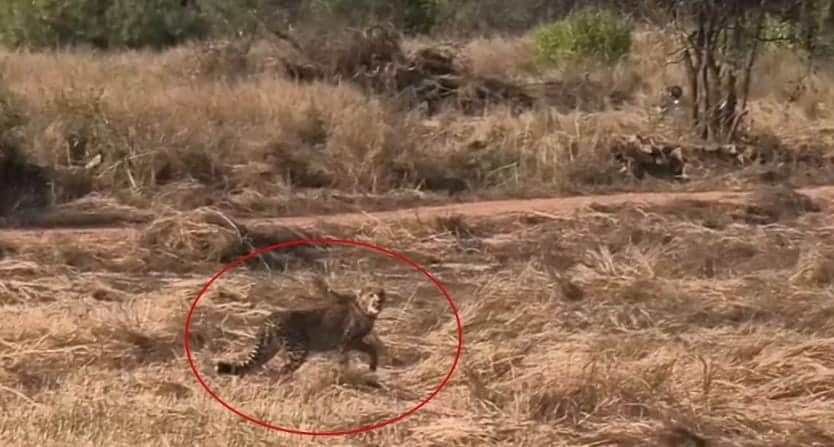 कूनो का दर्द: जंगल में छोड़े गए चीता शावक की मौत से हड़कंप।