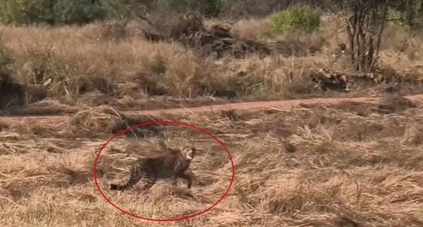 कूनो का दर्द: जंगल में छोड़े गए चीता शावक की मौत से हड़कंप।