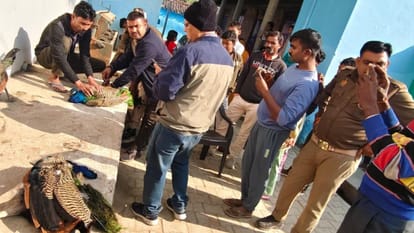 Jhansi: Panic due to death of four peacocks, treatment of one continues