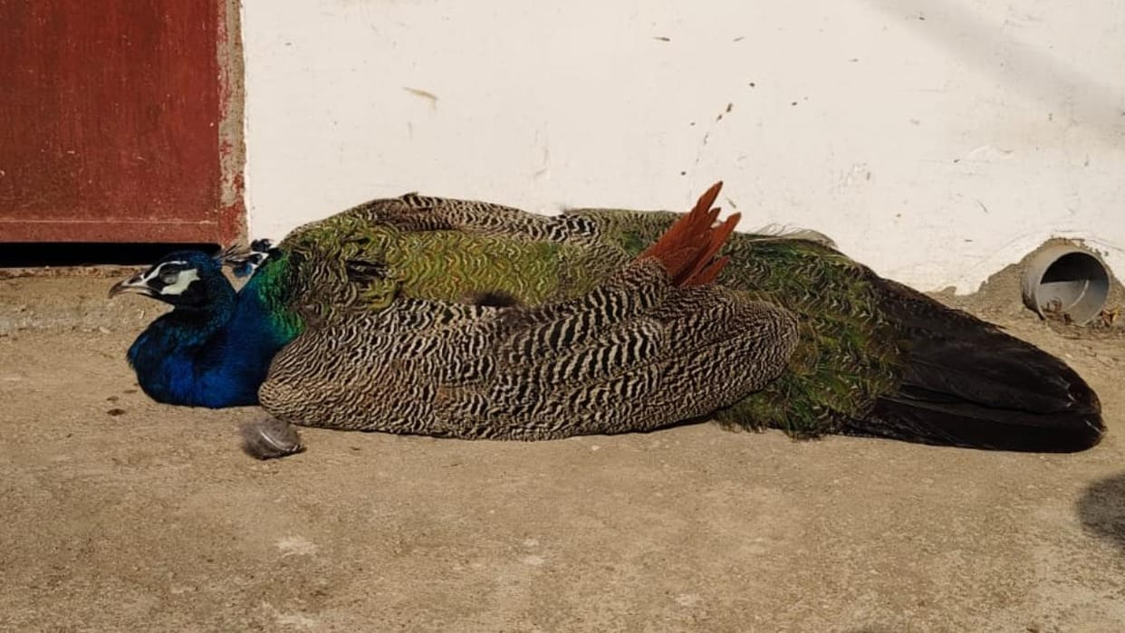 Jhansi: Panic due to death of four peacocks, treatment of one continues