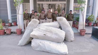 Raids at three places in Maheshwar, illegal cannabis cultivation busted