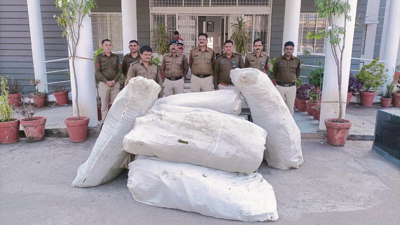 पुलिस का बड़ा अभियान: खेतों से मिली अवैध गांजा की फसल।