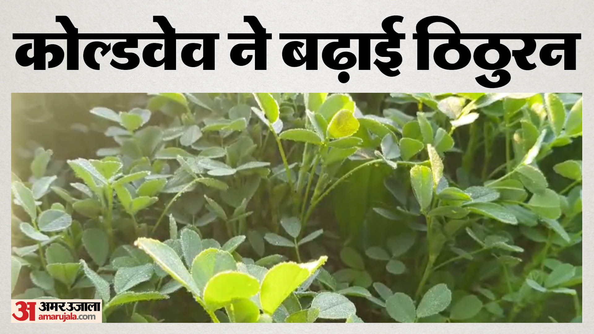 पत्तों पर जमी बर्फ