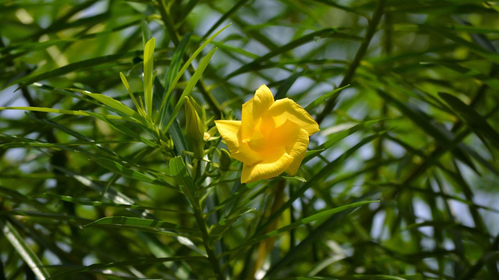 Vastu tips in unlucky plants for home attract negativity stress and bad luck