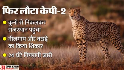Baran News: Cheetah from Kuno returns to Rajasthan, stays in Ramgarh Crater for nine days;forest team on aler