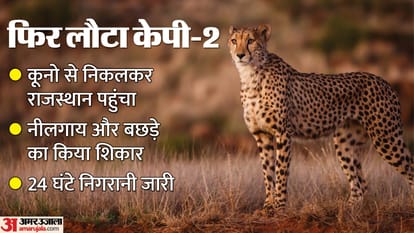 Baran News: Cheetah from Kuno returns to Rajasthan, stays in Ramgarh Crater for nine days;forest team on aler