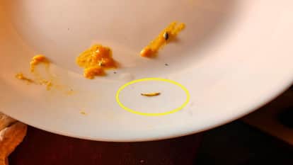 Worms in Dal at Quality Restaurant, Aligarh