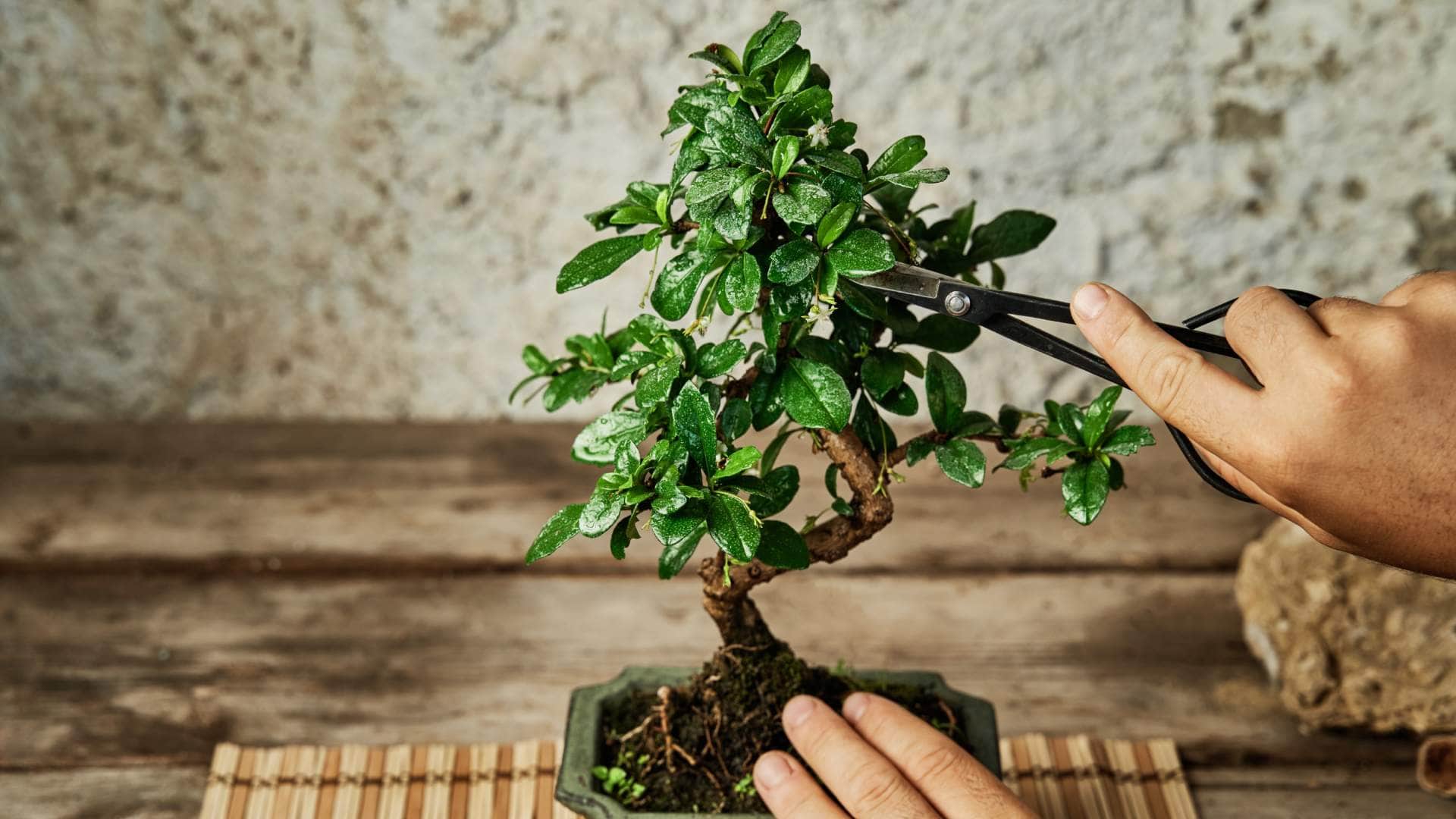 Vastu tips in unlucky plants for home attract negativity stress and bad luck