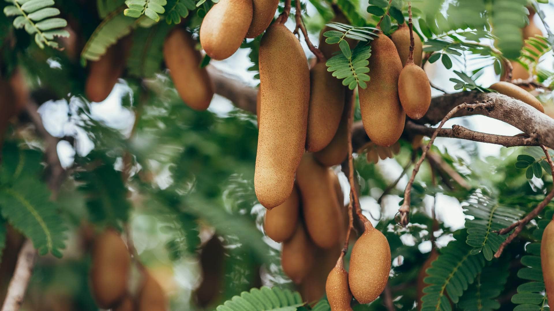 Vastu tips in unlucky plants for home attract negativity stress and bad luck