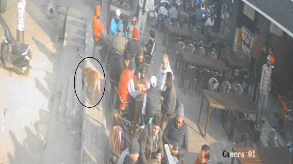 dog snatched purse of young man on Lawrence Road amritsar