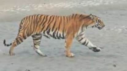 nawada rajauli hardiya panchayat tiger movement villagers fear forest department action