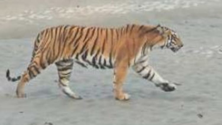 MP News: नौ बाघ शिकार मामलों में एसटीएफ ने वन विभाग से मांगी विस्तृत रिपोर्ट, 14 माह में 66 मौतें