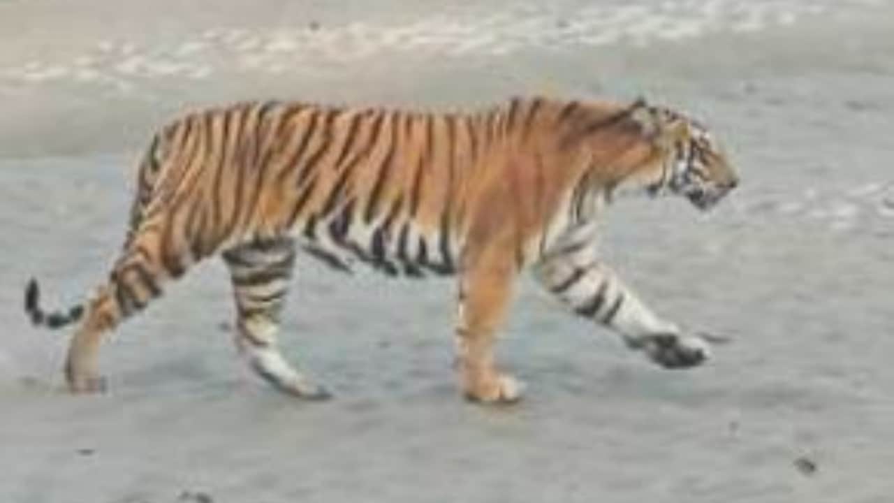 (प्रतीकात्मक फोटो)