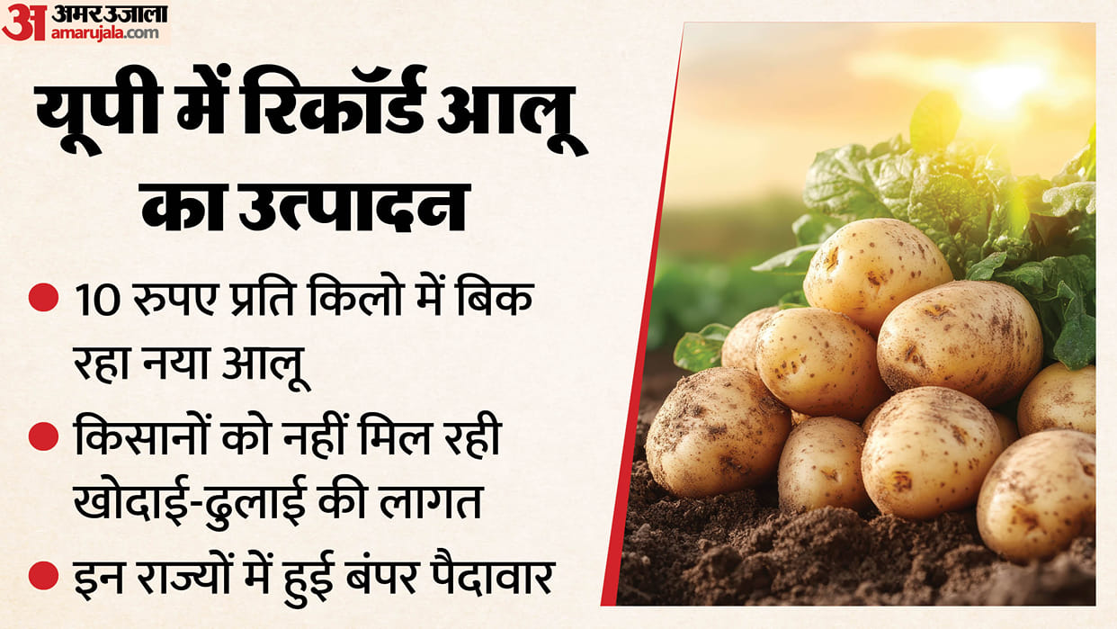 UP: Bumper potato production in the state and several neighboring states has driven down prices, with farmers