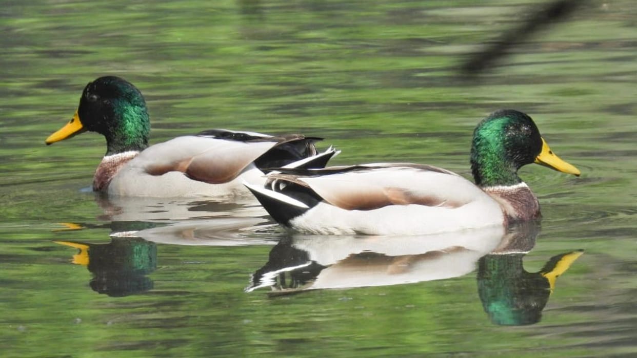 Himachal Renuka Valley is full of birds coming from thousands of km away
