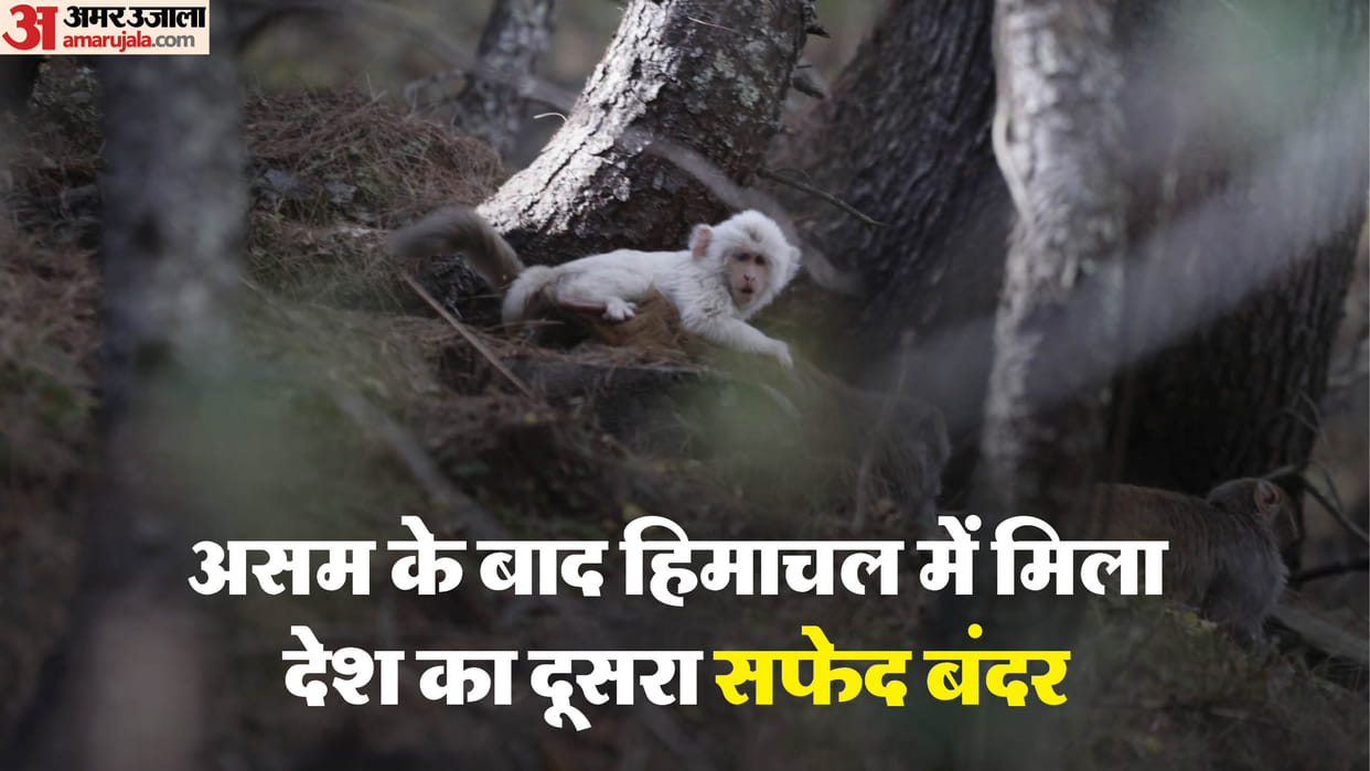 White Monkey Albino Rhesus Macaque found in Tundah Bharmour Himachal