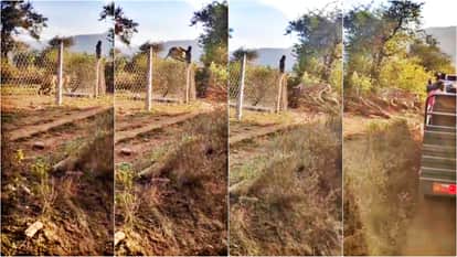 Exciting Sight in Sariska: Tigress ST-9 Jumps Across 10-Foot Barbed Wire, Tourists Captured Moment