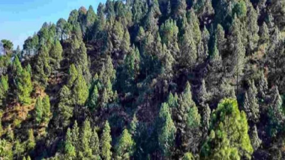 Preparations underway to fell 36 tree species in Bageshwar district