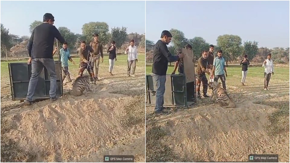 Panic spreads after hyena spotted in Agra, rescued by forest department team