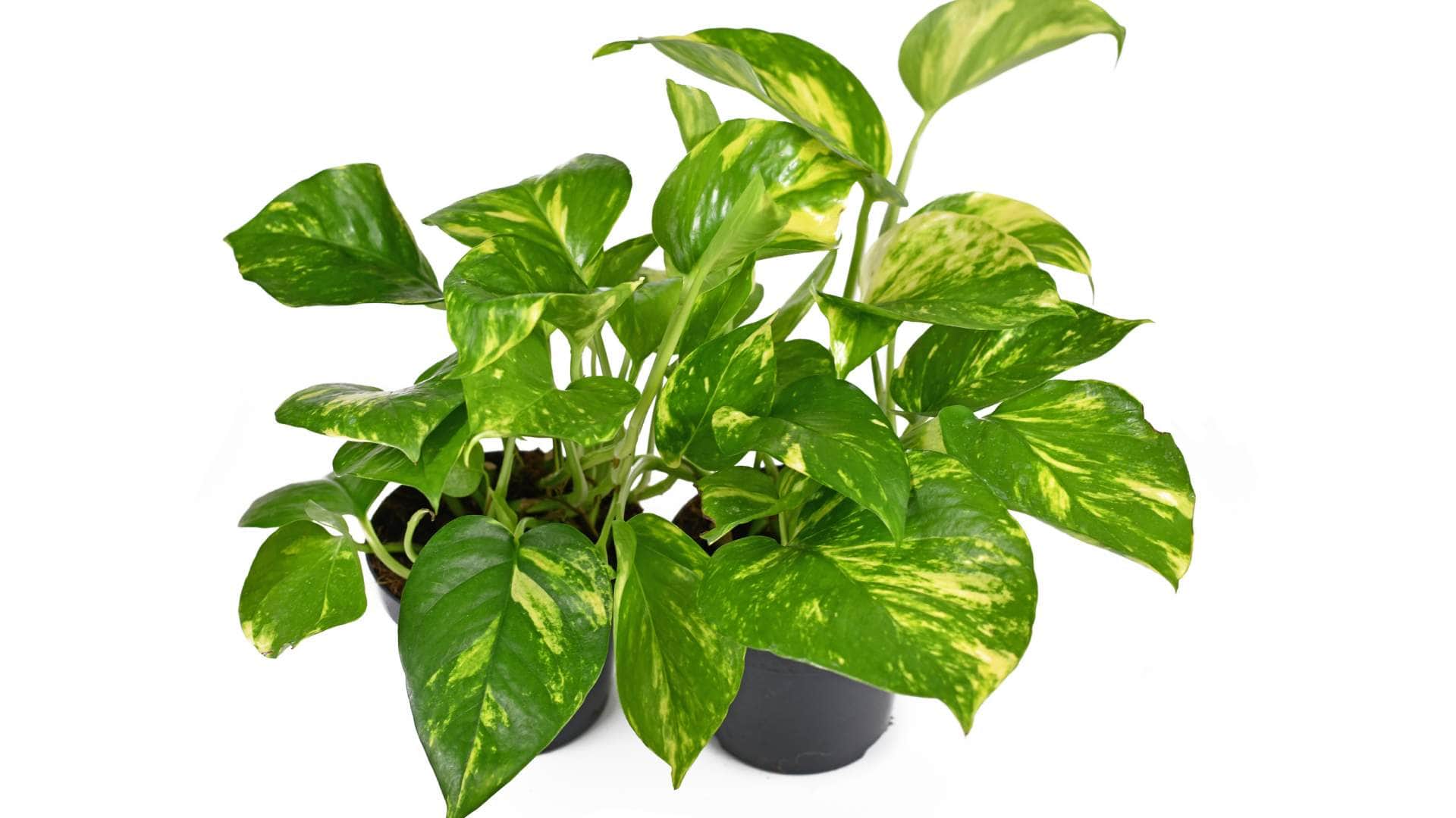 Vastu tips for money plant important things to consider before planting in your home