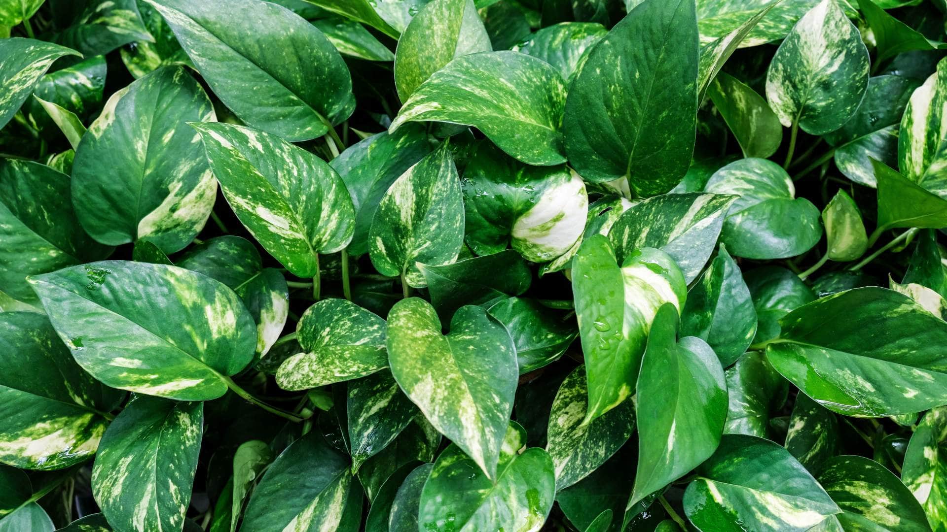 Vastu Tips For Money to attract wealth and prosperity effective remedies financial growth