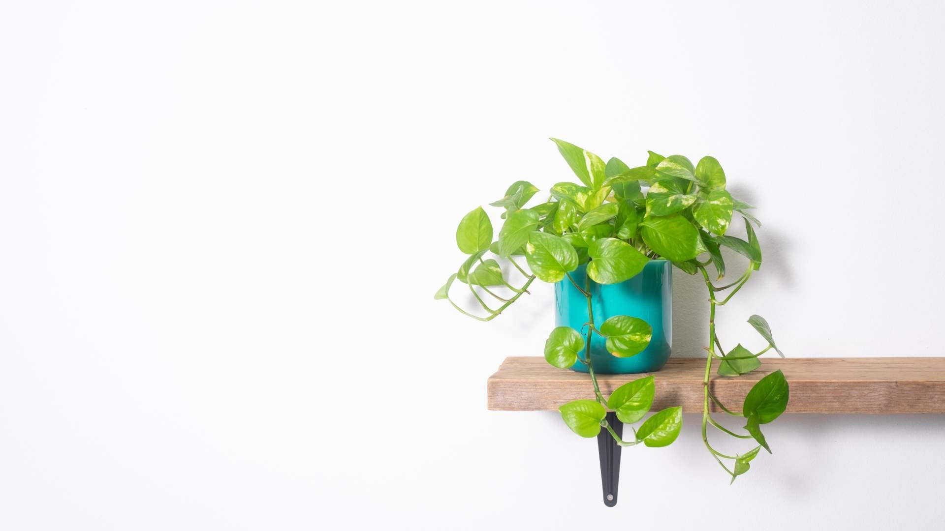 Low Maintenance Plants For Summer Gardening Tips In HIndi