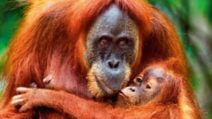 Human like compassion amazing bond was witnessed in an Indonesian national park After his mother