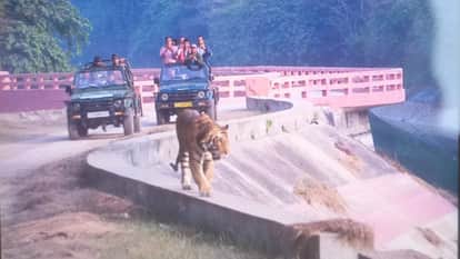 Tiger surrounded by safari vehicles at a siphon bridge in Pilibhit Tiger Reserve