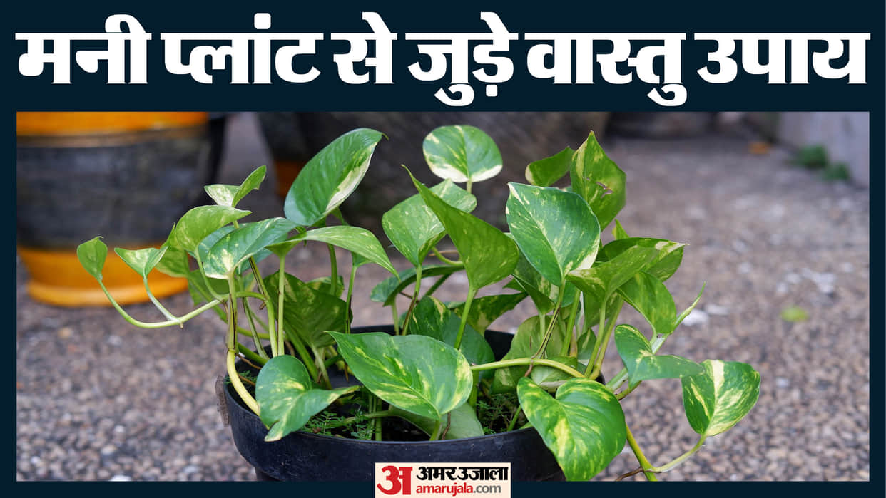 vastu tips for money plant know right direction and vastu rules for happiness and prosperties