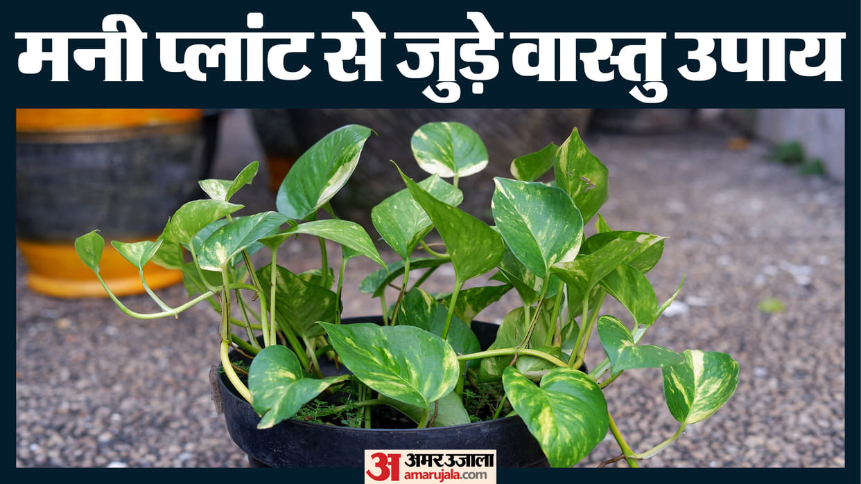 vastu tips for money plant know right direction and vastu rules for happiness and prosperties